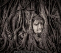 Bức tượng Phật 700 năm bị rễ cây nuốt chửng hé lộ sự tương đồng với nghệ thuật điêu khắc nổi tiếng n